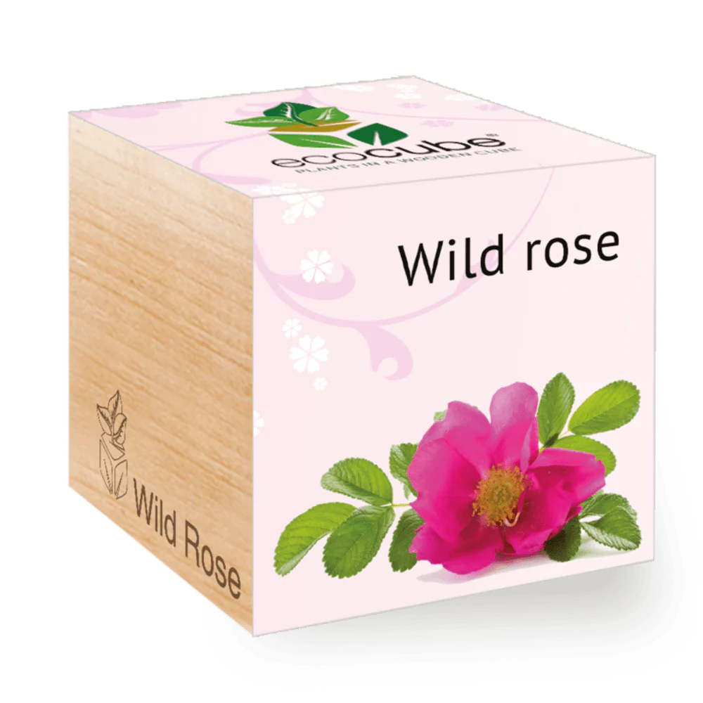 Ecocube Wild Rose
