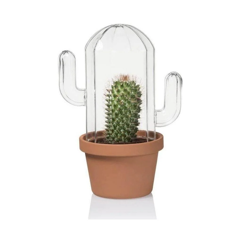 Saguaro Cactus Terrarium